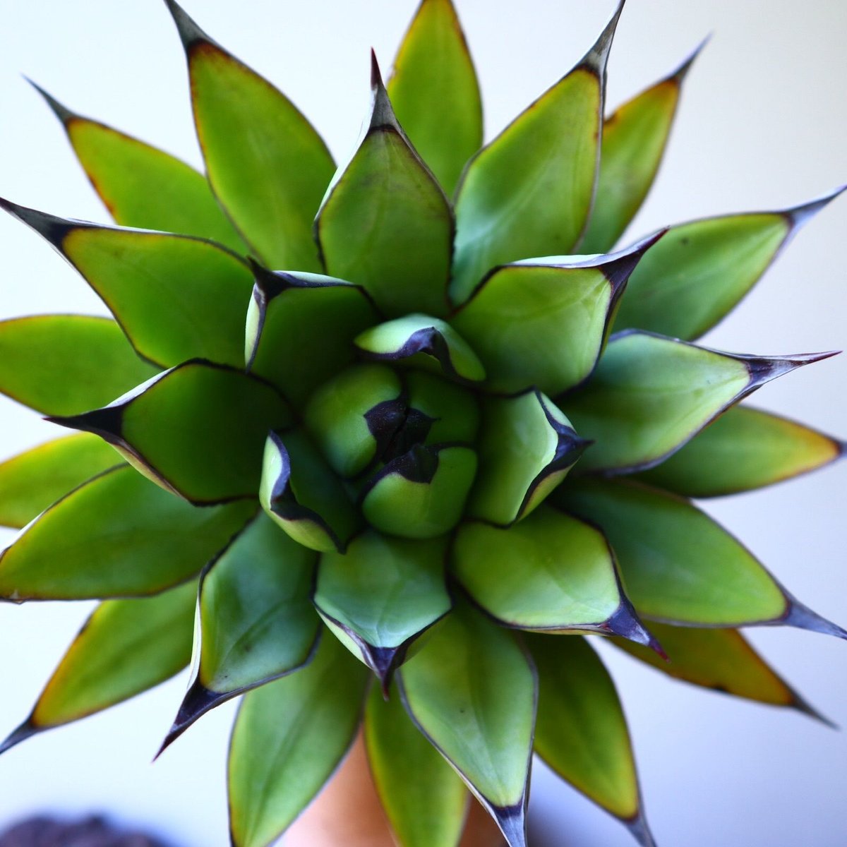 アガベ ロイヤルスピン Agave Royal Spine no.42807 | 芽の巣山 アガベ ロイヤルスピン Agave Royal Spine no.42807 | 芽の巣山