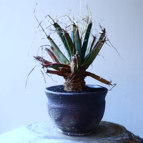 レウクテンベルギア  晃山    Leuchtenbergia principis  no.20207