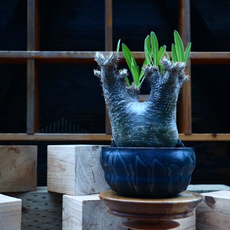 パキポディウム  イノピナツム／Pachypodium Inopinatum   no.81545