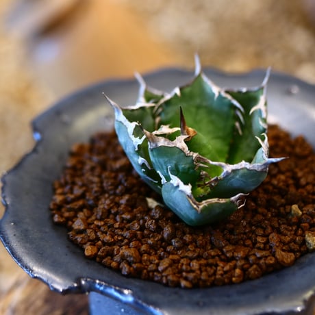 N/OH × Agave titanota "FO-076   no.41478