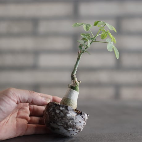 Adenia glauca × takero pot (2号)  no.823-25