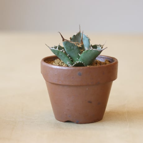 Agave titanota 姫厳竜 × YAMABACHI var. 六本芽   no.221-3