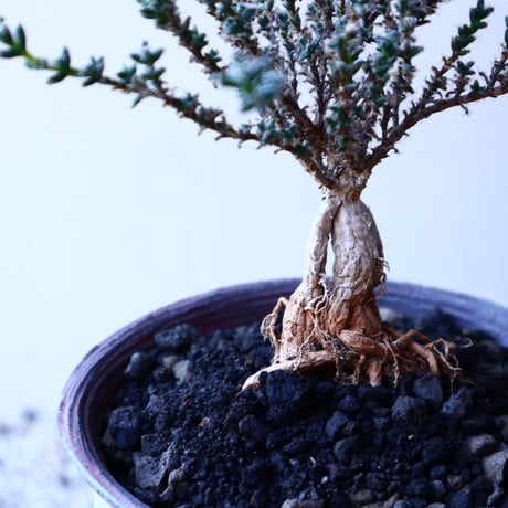 トリコディアデマ     デンスム   紫星晃    ×    Trichodiadema densum   no.11909
