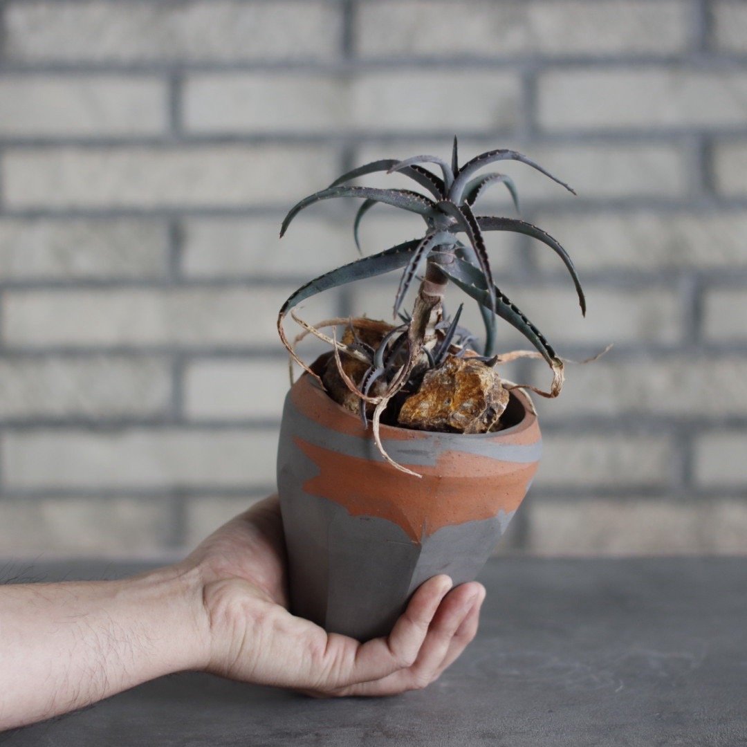 Aloe acutissima × N/OH (3.5号) no.510/18 | 芽の巣山