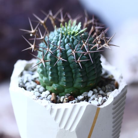 群星冠 Euphorbia stellispina  no.023