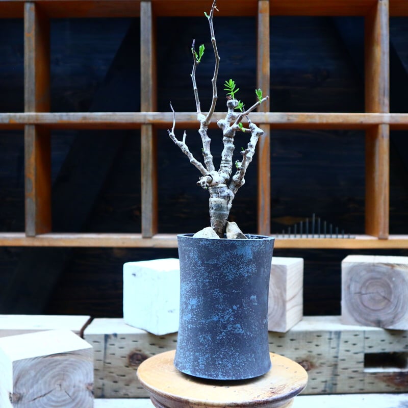 センナ メリディオナリス／Senna meridionalis no.72501 | 芽の巣山