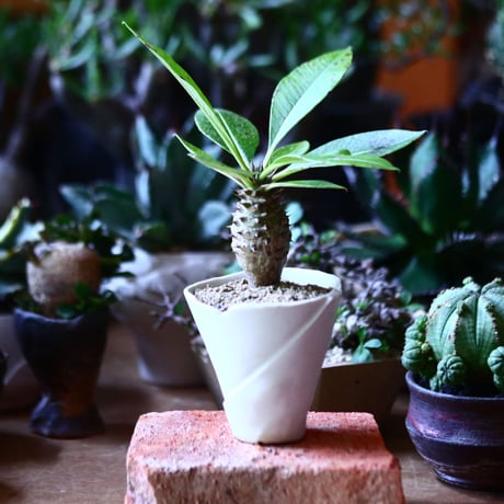 パキポディウム  ウィンゾリー 実生   Pachypodium baronii var. windsori    no.81609