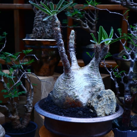 パキポディウム  グラキリス／Pachypodium  gracilius       no.81512