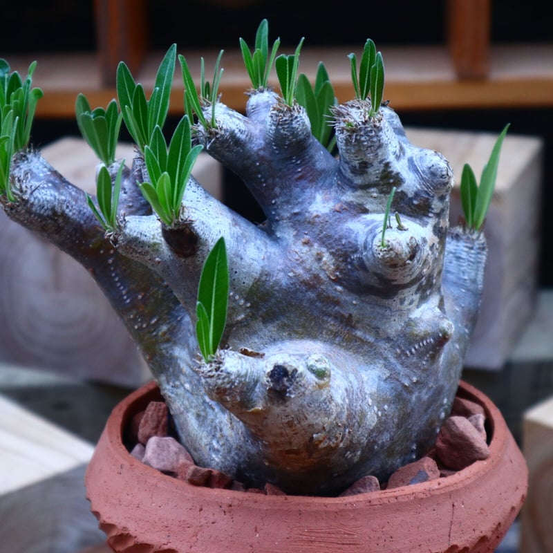 パキポディウム イノピナツム／Pachypodium Inopinatum no.718