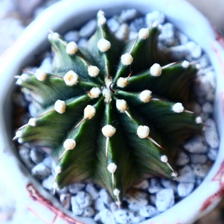 ギムノカリキウム   フィードリッフィーLB2178  Gymnocalycium friedrichii    no.11228