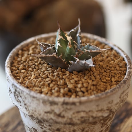 Agave titanota"FO-076"× YAMABACHI var. takero pot 　no.81889