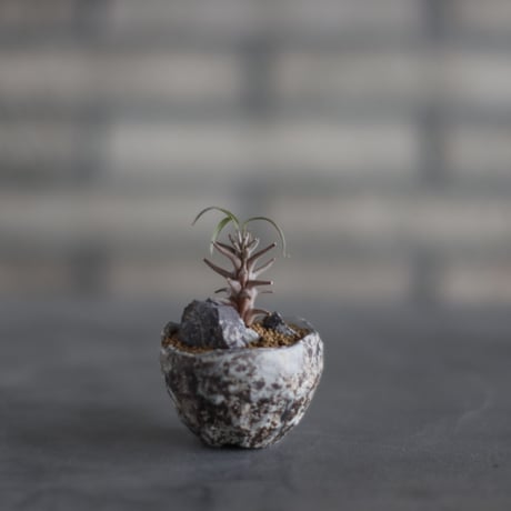 Ceropegia dimorpha × takero pot (2号) no.907-54