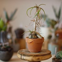 たけろうポット/ チギリ / コガネ / L no.216-67 | 芽の巣山