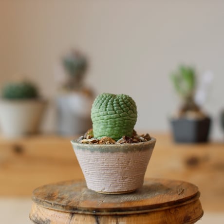 Larryleachia cactiformis  / 仏頭玉 × Tomoharu Nakagawa (2.5号)   no.111/28