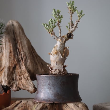 Cyphostemma betiforme × Masato Akutsu / humanity pot   no.63051