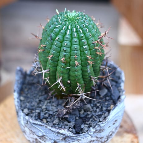 ユーフォルビア  群星冠／Euphorbia stellispina  no.103140