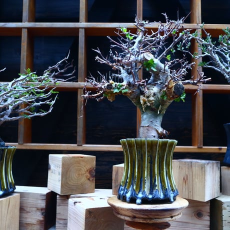 コミフォラ エミニー ／Commiphora eminii   no.52305