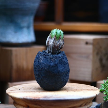 ユーフォルビア  オベサ hyb. ／Euphorbia obesa  hyb.    no.102424