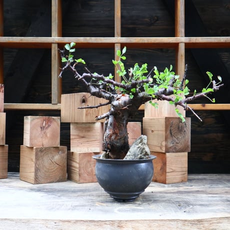 コミフォラ ボラネンシス／Commiphora boranensis  no.91808