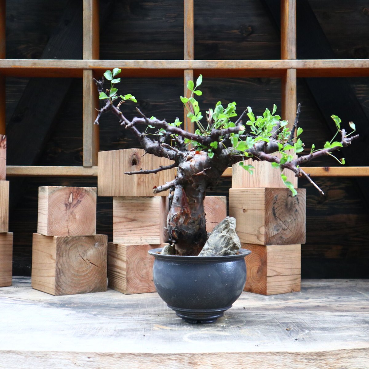 【にゃーは】コミフォラ ボラネンシス にゃーは】コミフォラ ボラネンシス Commiphora boranensis