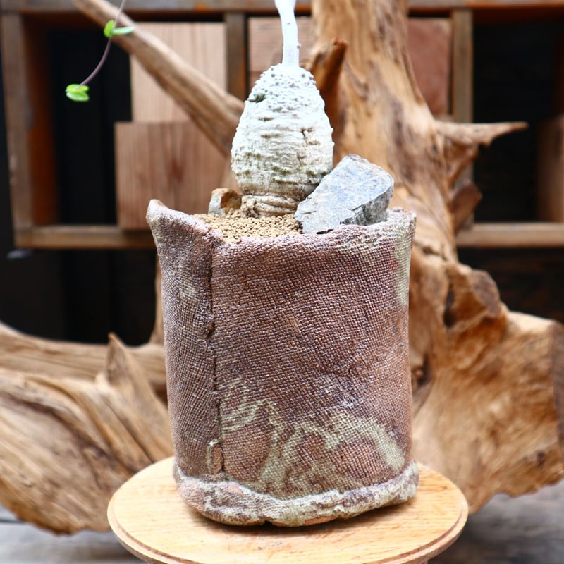 フォッケア エデュリス 火星人 Fockea edulis 抜き苗 Fockea edulis