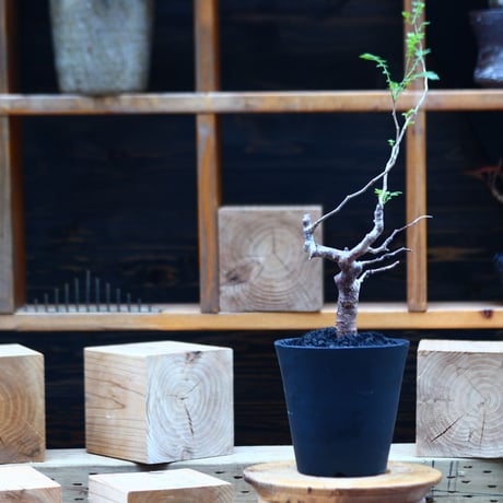 コミフォラ モンストローサ   Commiphora monstrosa   no.82230