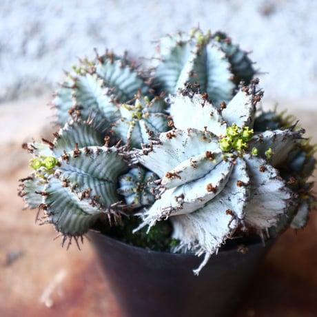 ユーフォルビア  ホリダ   Euphorbia  horrida   no.111103