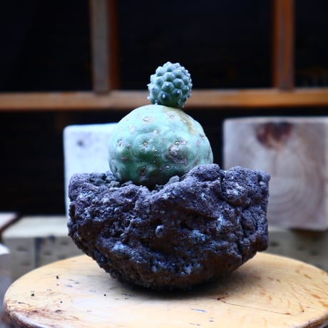 テフロカクタス  ゲオメトリクス／Tephrocactus geometricus   no.72533