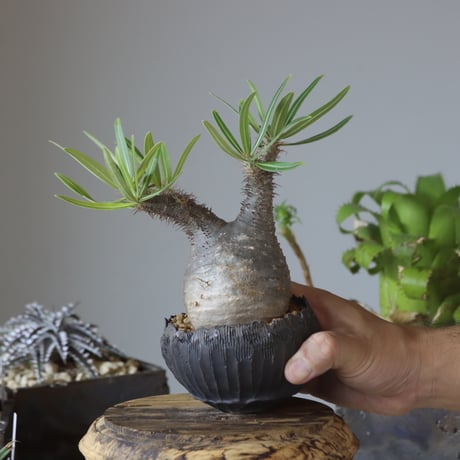 Pachypodium gracilius × AHD   no.1020-43