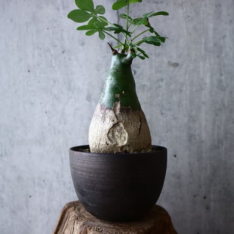 アデニア   グラウカ    Adenia glauca   no.018