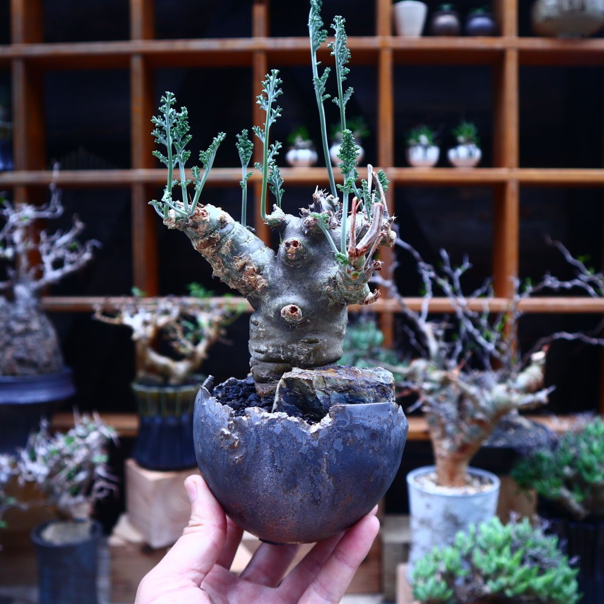 ペラルゴニウム カルノーサム／Pelargonium carnosum no.53022 |