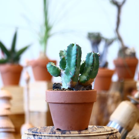 YAMABACHI × Euphorbia resinifera    no.100120