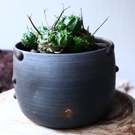 ユーフォルビア  仔吹きバリダ    Euphorbia valida   no.71423