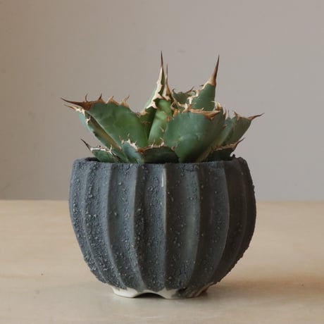 Agave titanota Sierra Mixteca × soso (3.5号鉢)  no.426-28