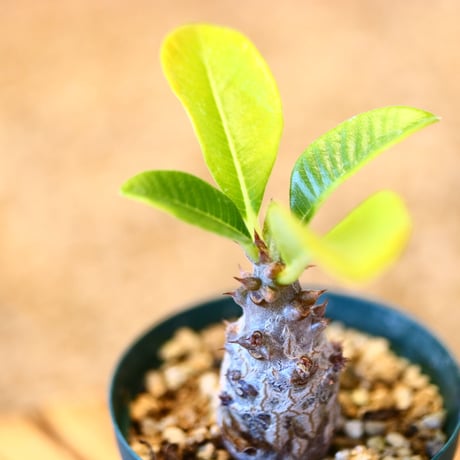 パキポディウム ウィンゾリー(実生) / Pachypodium baronii var. windsorii    no.51439