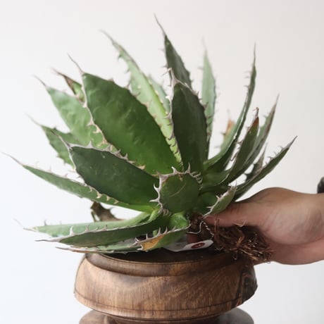 U.S. horrida (Agave horrida) / Style of Chika　no.1227/4