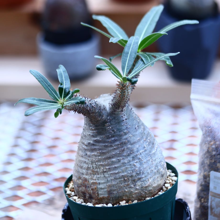 5fd4dca78a4572516f444200
