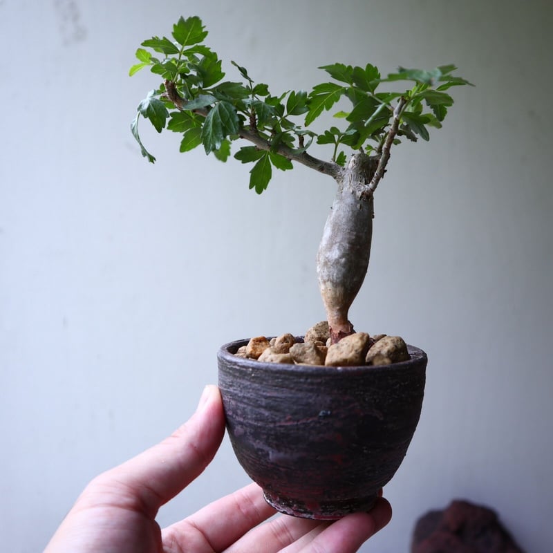 ブルセラ ファガロイデス Bursera fagaroides no.90121 | 芽の巣山