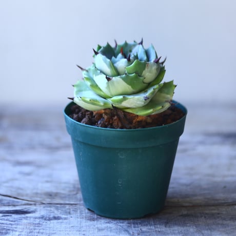 アガベ　王妃雷神白中斑　Agave potatorum v.verschaffeltii'Ouhi -Rajin  no110813