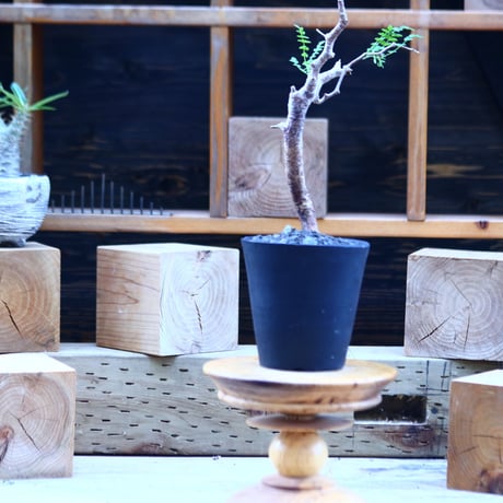 コミフォラ モンストローサ   Commiphora monstrosa   no.82912