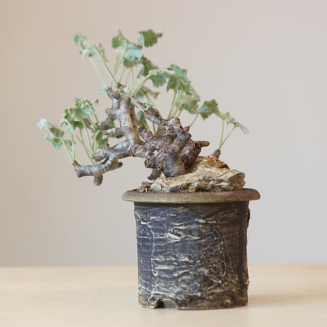 Pelargonium mirabile × Masato Akutsu   no.309-4