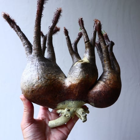 パキポディウム グラキリス 3頭  Pachypodium rosulatum var. gracilius no.70701