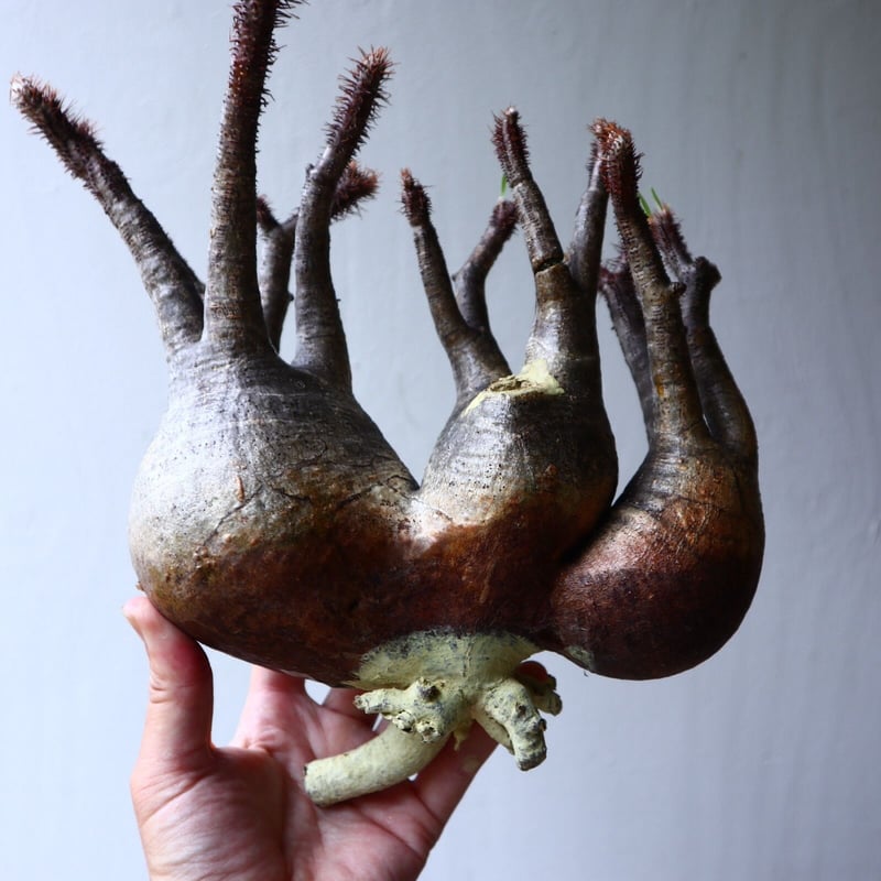 パキポディウム グラキリス 3頭 Pachypodium rosulatum var. gr