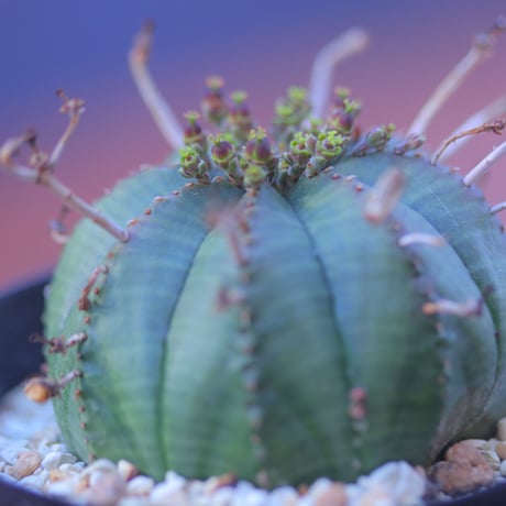 ユーフォルビア  バリダ  ♀    Euphorbia valida    no.20729