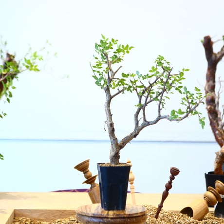 ブルセラ ファガロイデス / Bursera fagaroides   no.62517