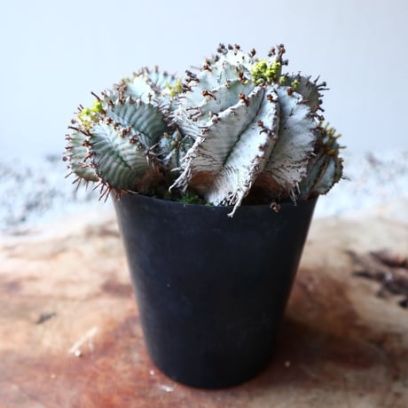 ユーフォルビア  ホリダ   Euphorbia  horrida   no.111103