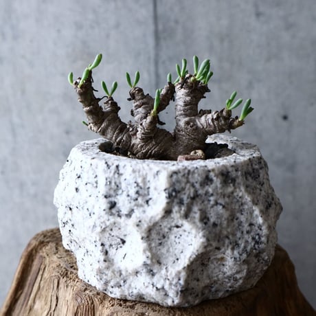 オトンナ    クラビフォリア        Othonna clavifolia  no.008