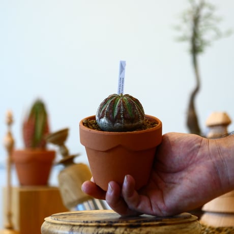 YAMABACHI × Euphorbia obesa    no.91002