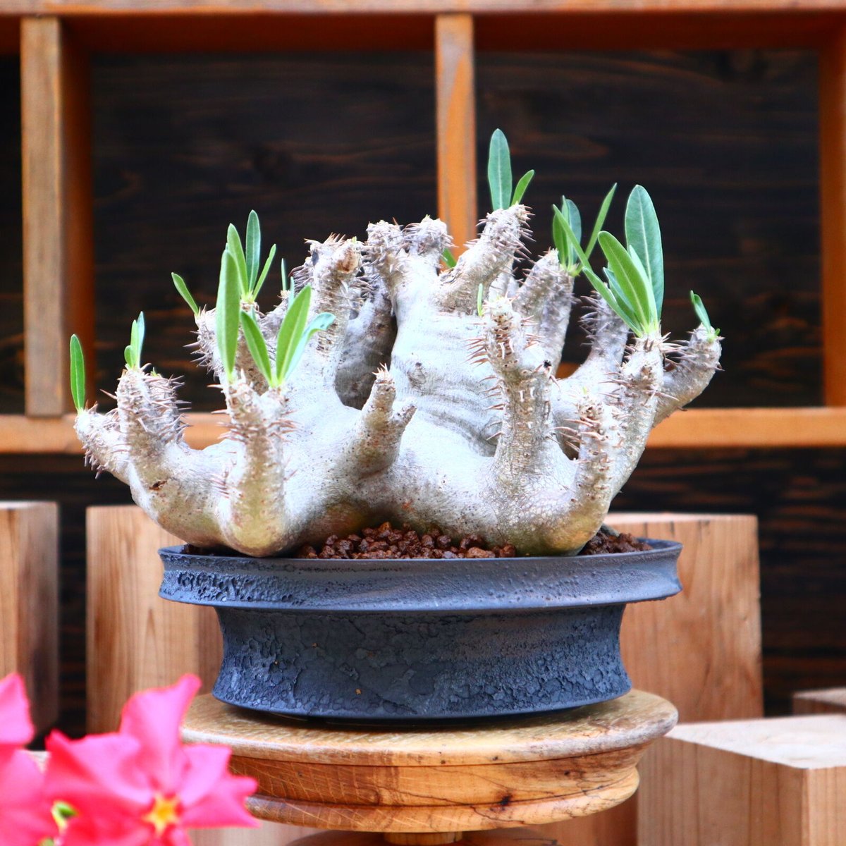 パキポディウム ブレビカリックス／Pachypodium densiflorum var. b