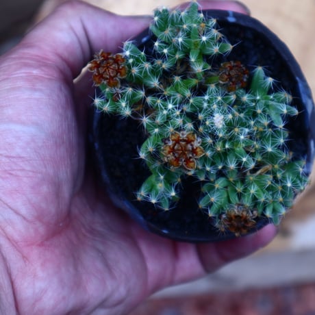 トリコディアデマ     デンスム   紫星晃／Trichodiadema densum   no.52339